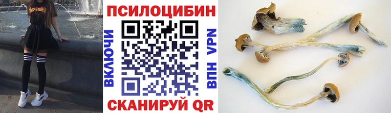 закладки  Зея  Псилоцибиновые грибы Psilocybe 